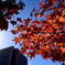 みなとみらいの紅葉
