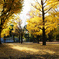 上野公園の秋　5