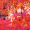 紅葉・諸戸庭園