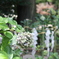 紫陽花