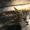 夏にあった猫