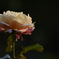 一本の薔薇
