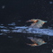 00004066
