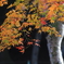 斑紅葉