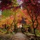 君と駆け抜けた秋のトンネル～楓～