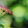 　心に　花を　咲かせましょう　♪
