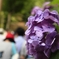 長谷寺の紫陽花