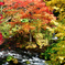 阿寒川の紅葉
