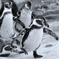 ペンギン