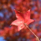 紅葉狩り
