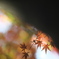 公園の紅葉