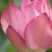 蓮の花