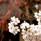 さくらの花
