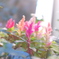 2017_1109_花