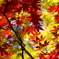紅色に染まって