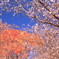 冬桜