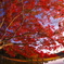 11月の公園
