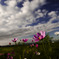 One flower