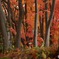 長野の紅葉（松本付近）