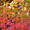 境内の紅葉