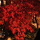 南湖公園の紅葉