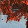 南湖公園の紅葉