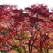 紅葉のはじまり