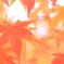 2017  紅葉写真