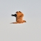 チュウヒ