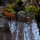 山からの湧き水