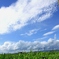 草っぱら雲っぱら