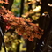 三ツ峠登山道の紅葉
