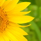 yellow.green