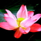 水中花