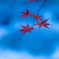 水辺の紅