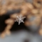 雪