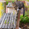 ねこ　その９９５