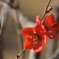紅一点
