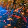 紅葉と鯉