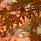 紅に染まる