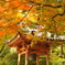 大興善寺の秋