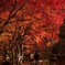 最後の紅葉