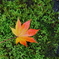 紅葉