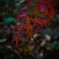 紅葉2