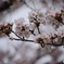 京都嵐山 桜