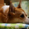 眠たい犬