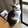 暖かいにゃん