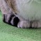 もふまふ