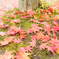 紅葉狩り