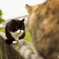 ねこ　その１０１８